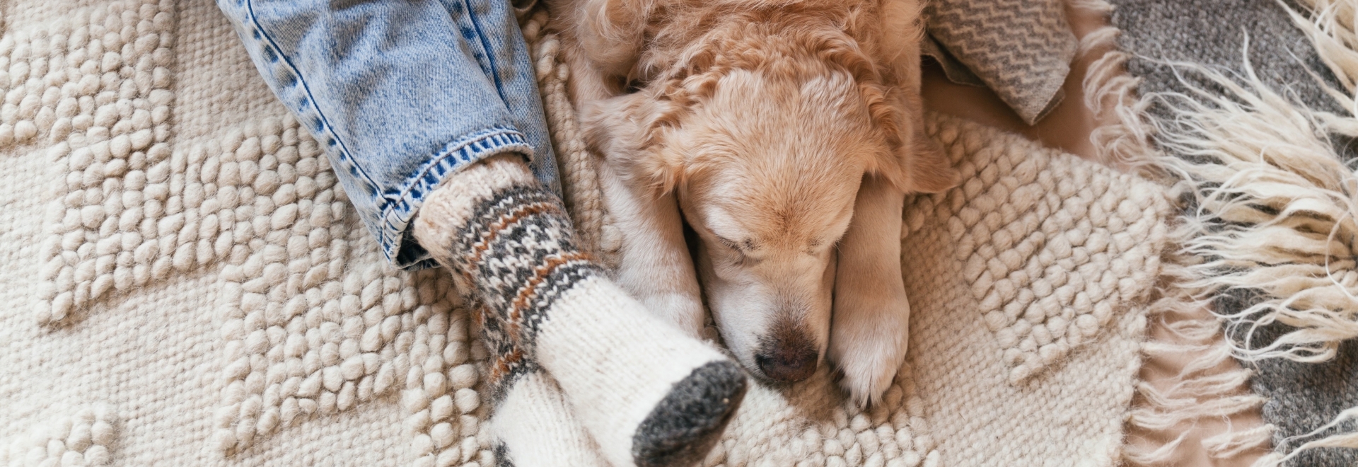 dog under the blanket with a person